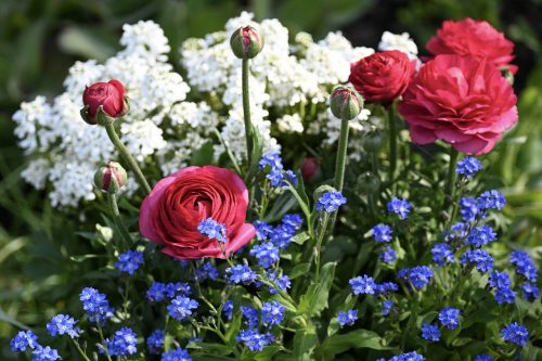 ranunculus, pink, beauty