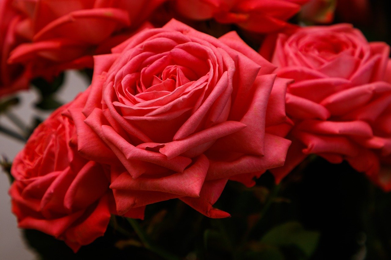 roses, flowers, bouquet-5073234 roses, flowers, bouquet