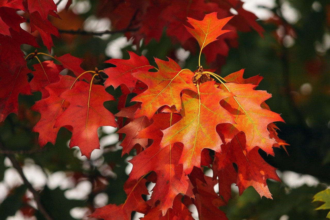 fall foliage, leaves, colorful